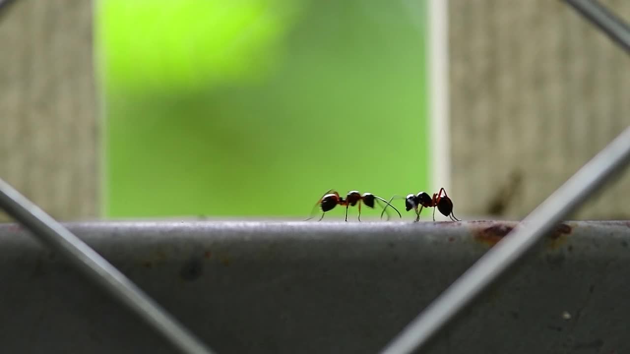 蚂蚁工蚁视频素材