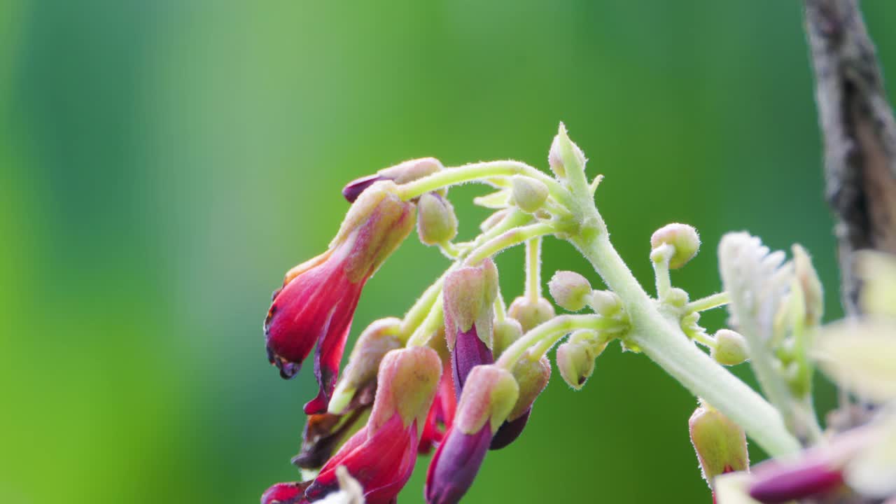 正在开花的Averrhoa bilimbi树很小，颜色是红色和粉红色视频素材