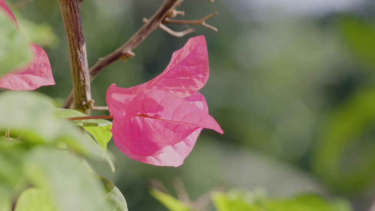 一朵粉红色的三角梅花在风中摇曳视频素材