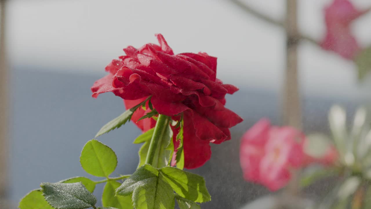 一朵红玫瑰在浓雾和细雨中绽放视频素材