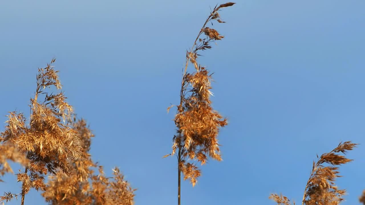 秋冬季节，风吹过芦苇。视频素材