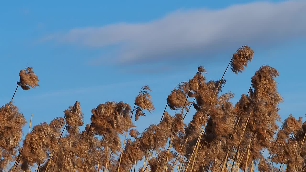 秋冬季节，风吹过芦苇。视频素材