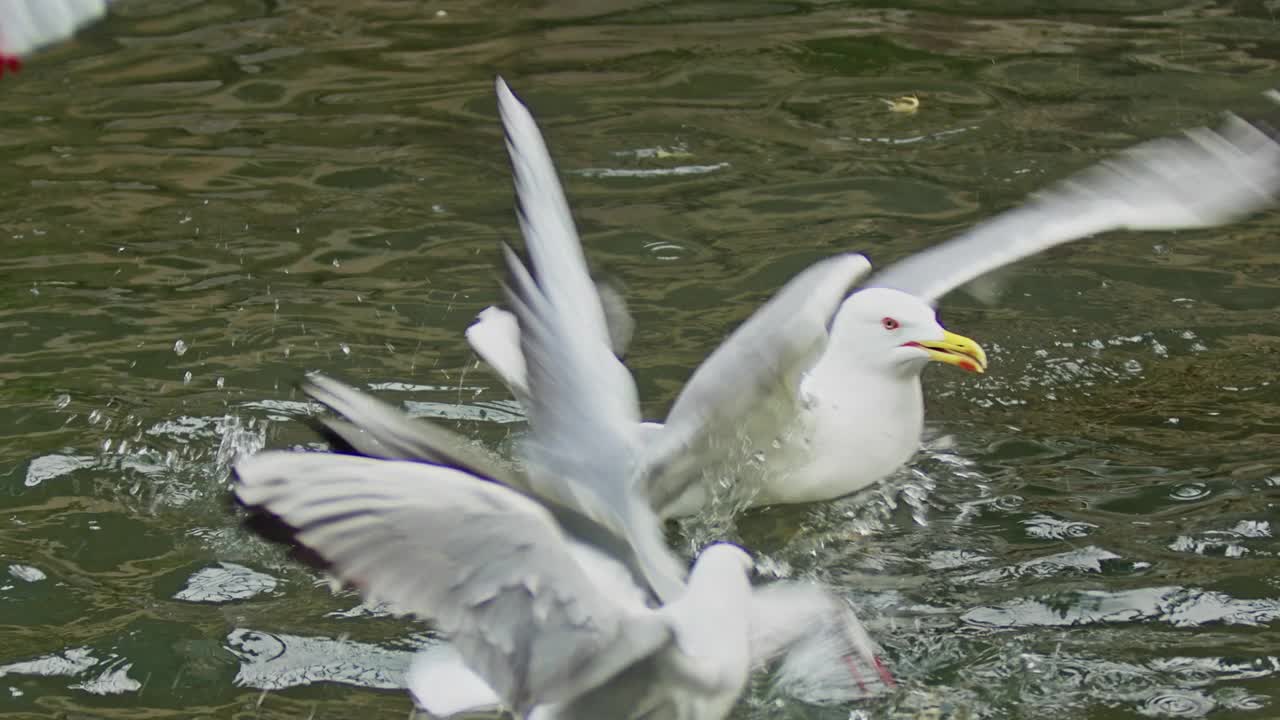 海鸥在海水中进食视频素材