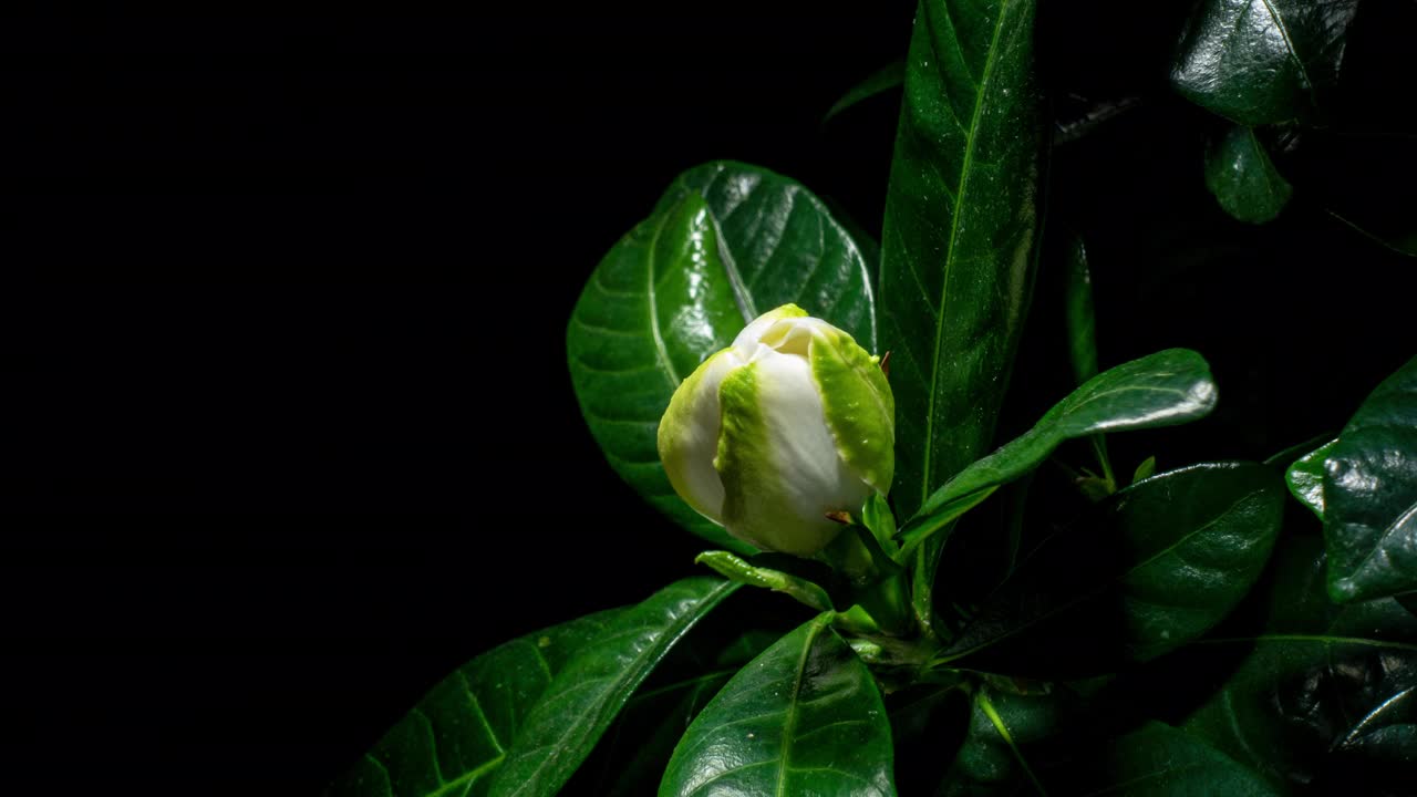 白花开放时间延时。栀子花或茉莉花盛开在黑色背景在时间流逝视频素材