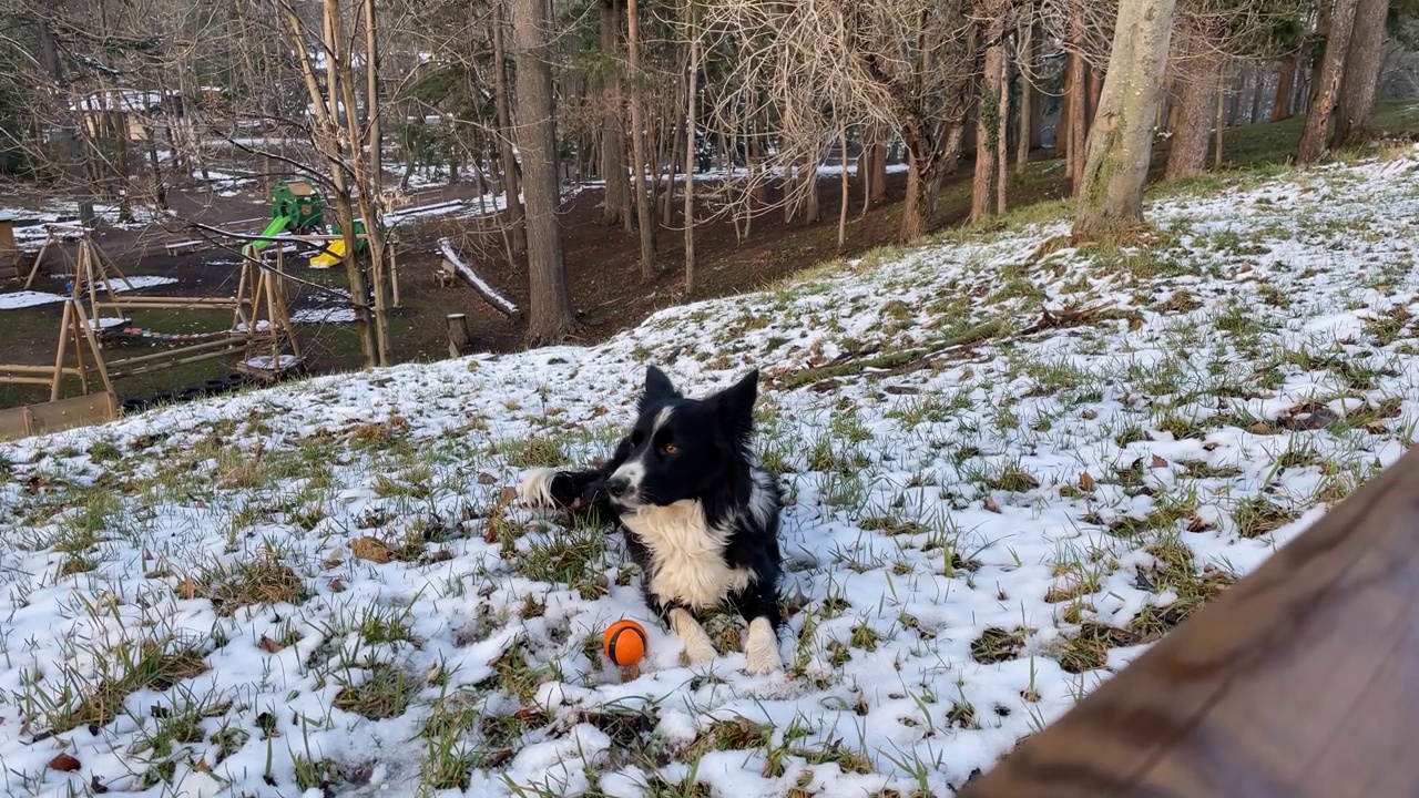 漂亮的边境牧羊犬小狗看着他躺在雪地里，摄像机从栅栏后面上下移动。视频素材