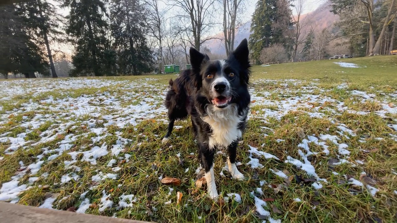 美丽的边境牧羊犬小狗透过栅栏看着镜头，镜头在栅栏内来回平移。视频素材