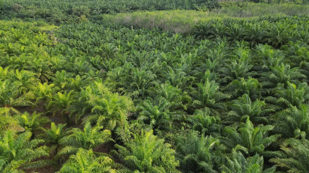 泰国棕榈油种植园的鸟瞰图视频素材