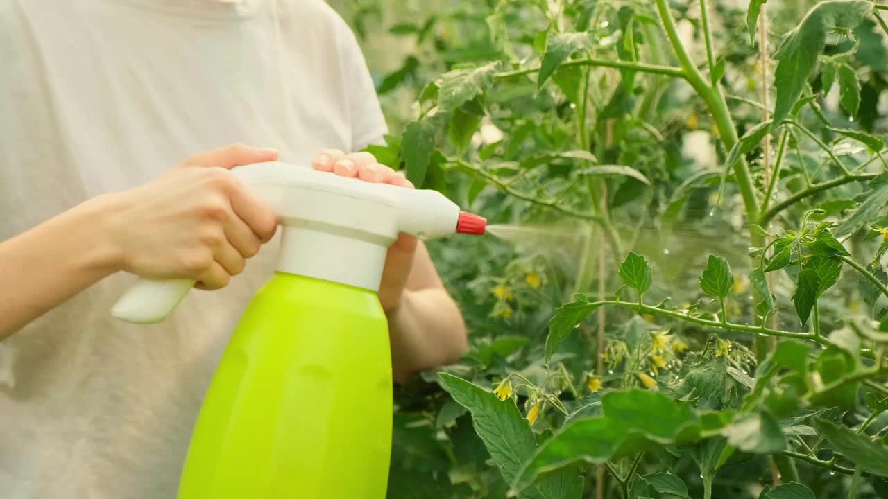 园艺和农业概念。女园丁农场工人拿着喷雾瓶和浇水施肥番茄植株。女孩在家里的温室园艺。温室生产。有机蔬菜。视频素材