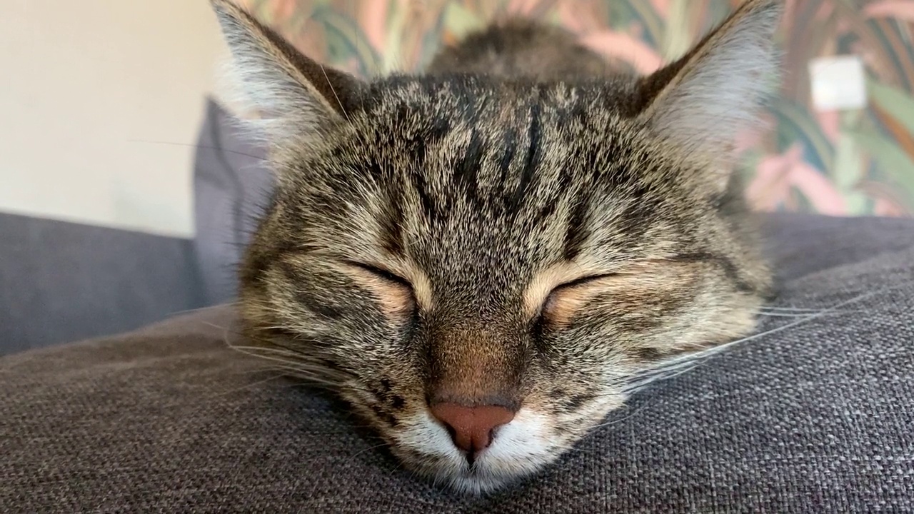白天在舒适的客厅里躺在舒适的沙发上睡觉时，毛茸茸的猫眨眼的特写脸视频素材