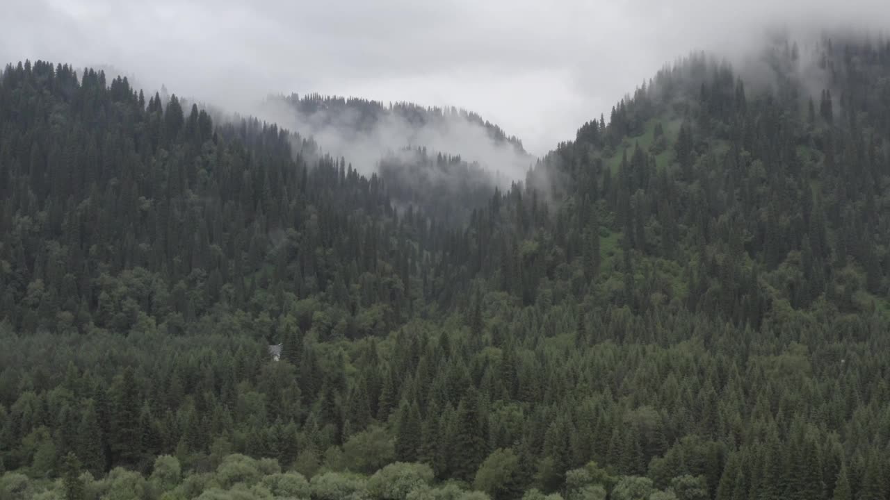 雾蒙蒙的森林和草原视频素材