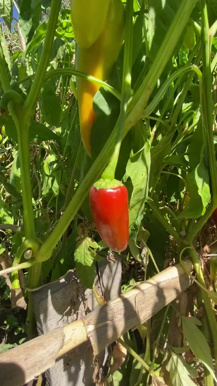 红辣椒上的植物特写视频素材