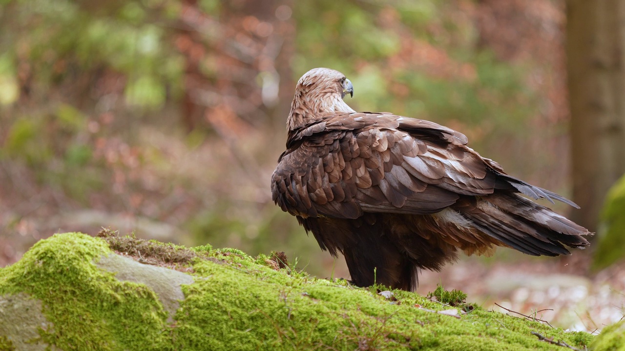 金雕(Aquila chrysaetos)，成年，栖息在森林视频素材