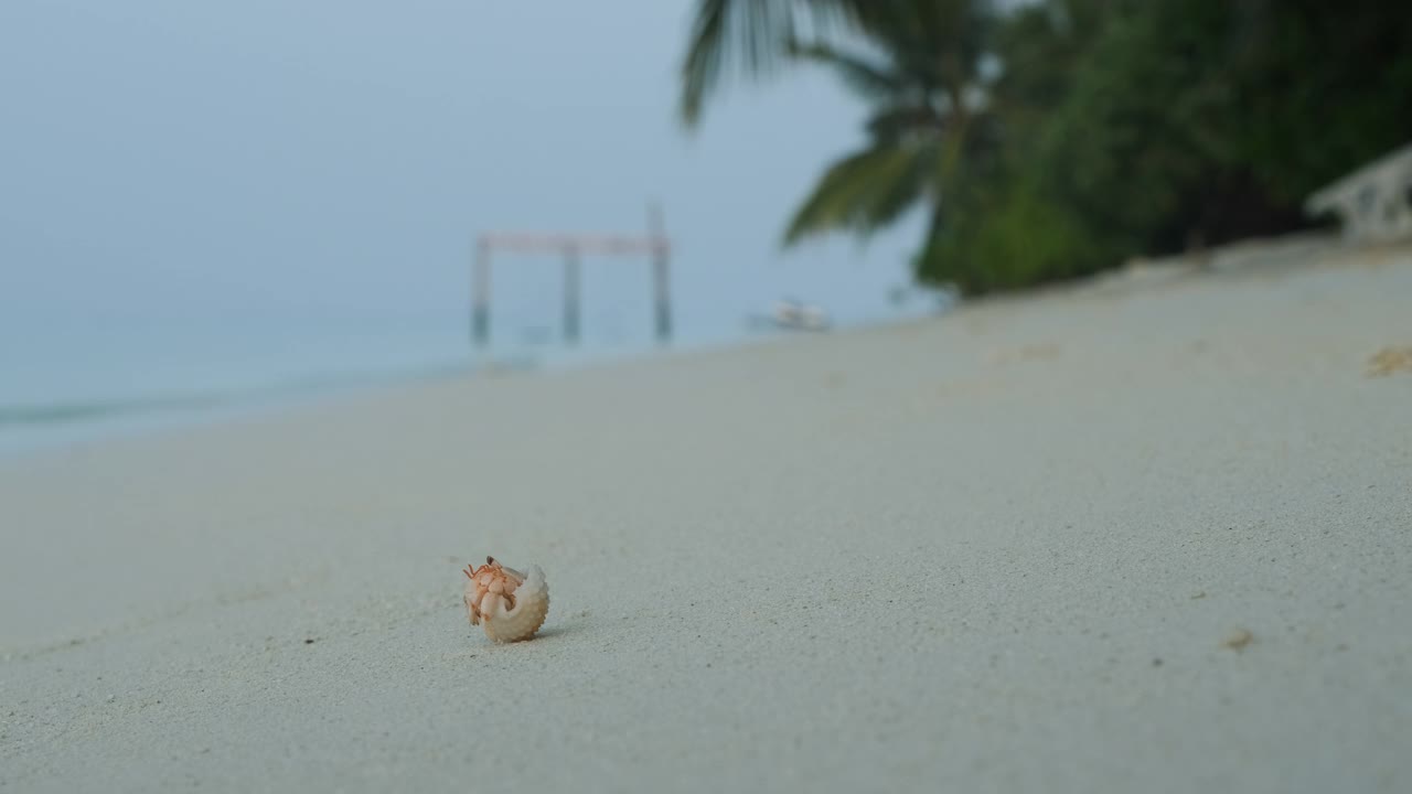 寄居蟹在热带海滩上行走的特写镜头视频素材