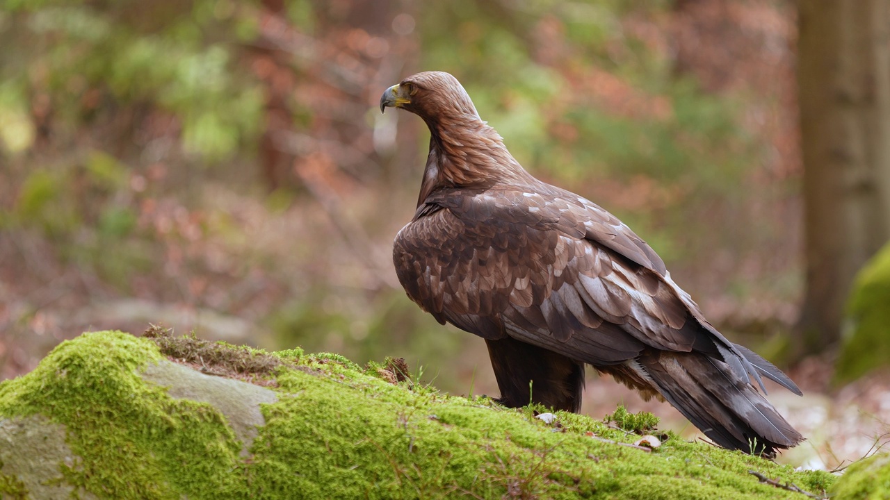 金雕(Aquila chrysaetos)，成年，栖息在森林视频素材