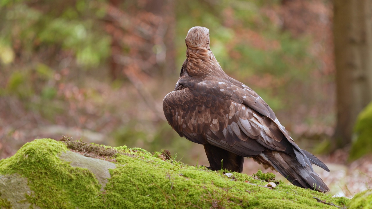 金雕(Aquila chrysaetos)，成年，栖息在森林视频素材