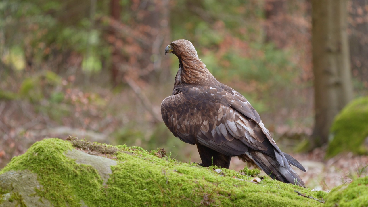 金雕(Aquila chrysaetos)，成年，栖息在森林视频素材