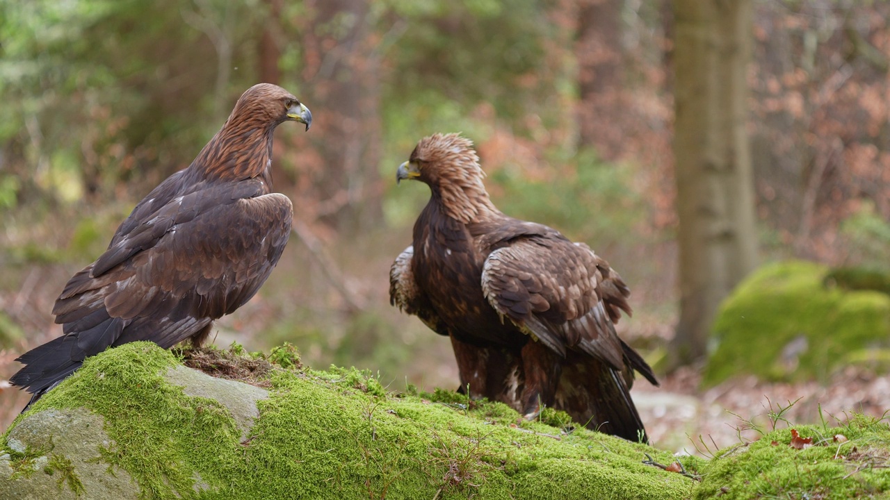 金雕(Aquila chrysaetos)，两只成年，栖息在森林中视频素材