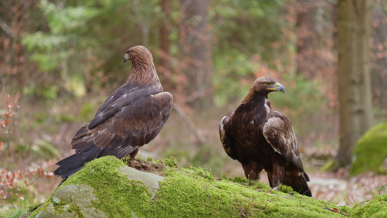 金雕(Aquila chrysaetos)，两只成年，栖息在森林中视频素材