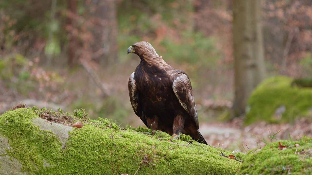 金雕(Aquila chrysaetos)，成年，栖息在森林视频素材