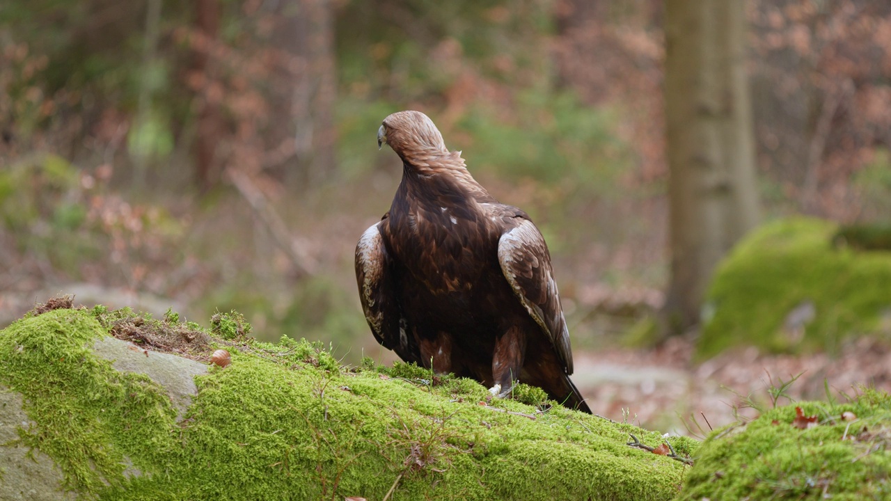 金雕(Aquila chrysaetos)，成年，栖息在森林视频素材