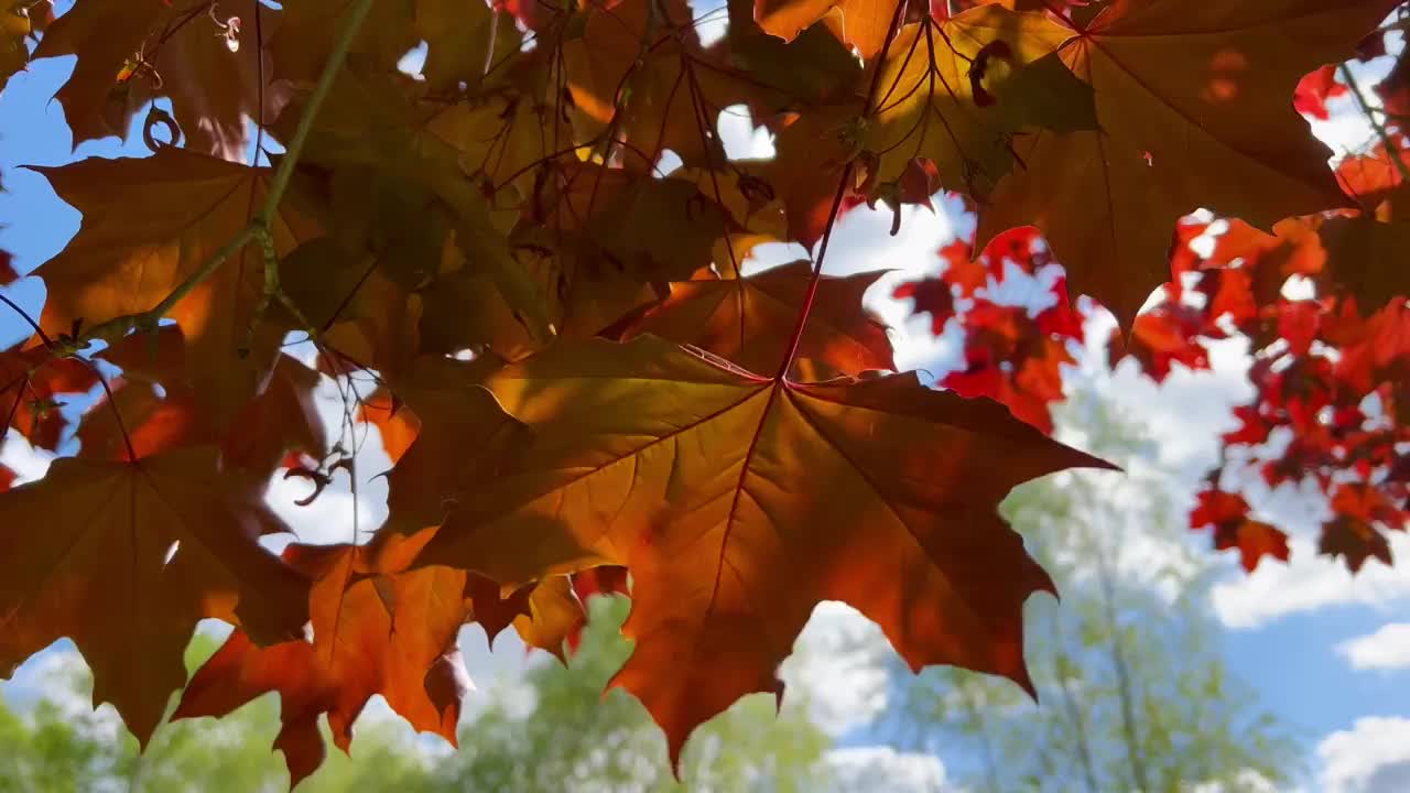 五彩缤纷的秋天枫叶视频素材