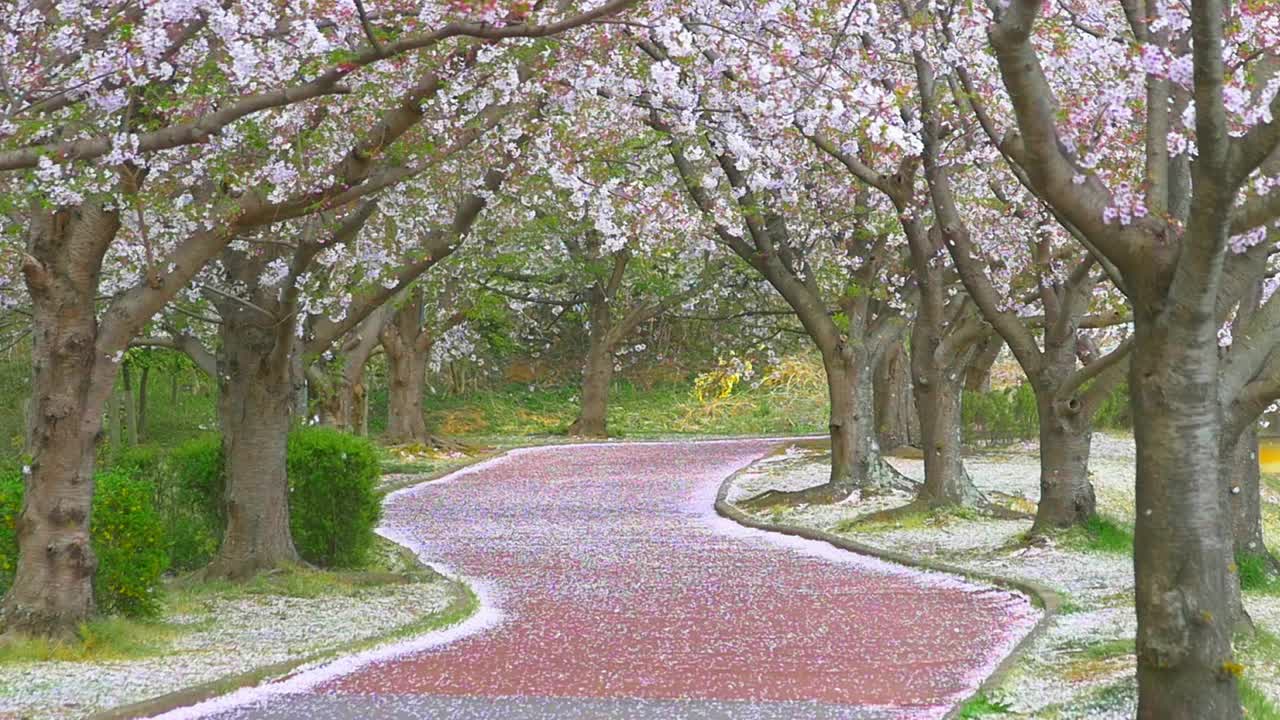 樱花落在弯弯曲曲的路上，慢镜头，花风暴视频素材