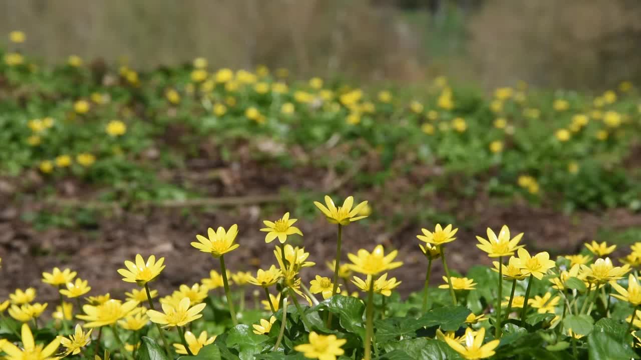 春天的花朵视频素材