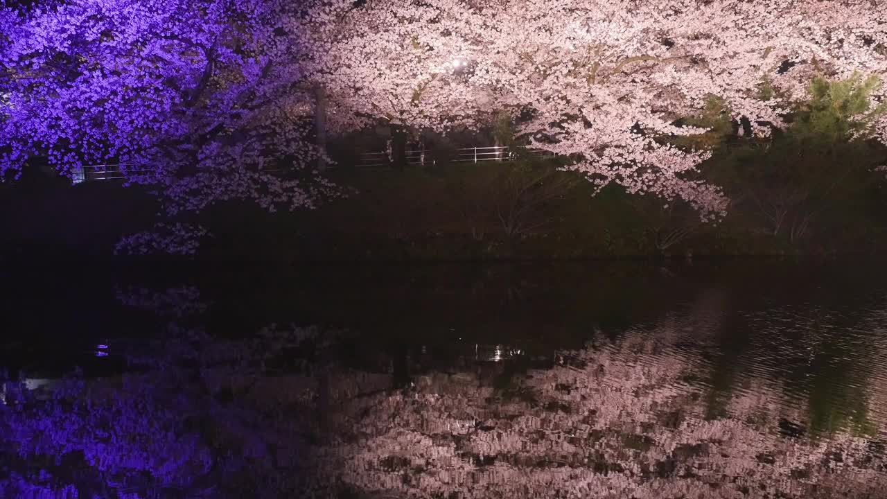 美丽的夜晚樱花盛开，倒影在湖面上视频下载