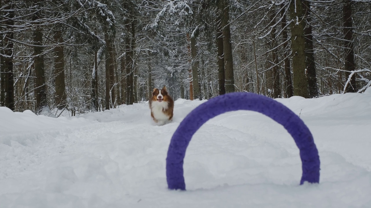 美丽快乐的棕色澳大利亚牧羊犬在针叶林的雪道上奔跑，用牙齿抓玩具。澳洲红三色行走。概念宠物花时间在大自然中。视频素材