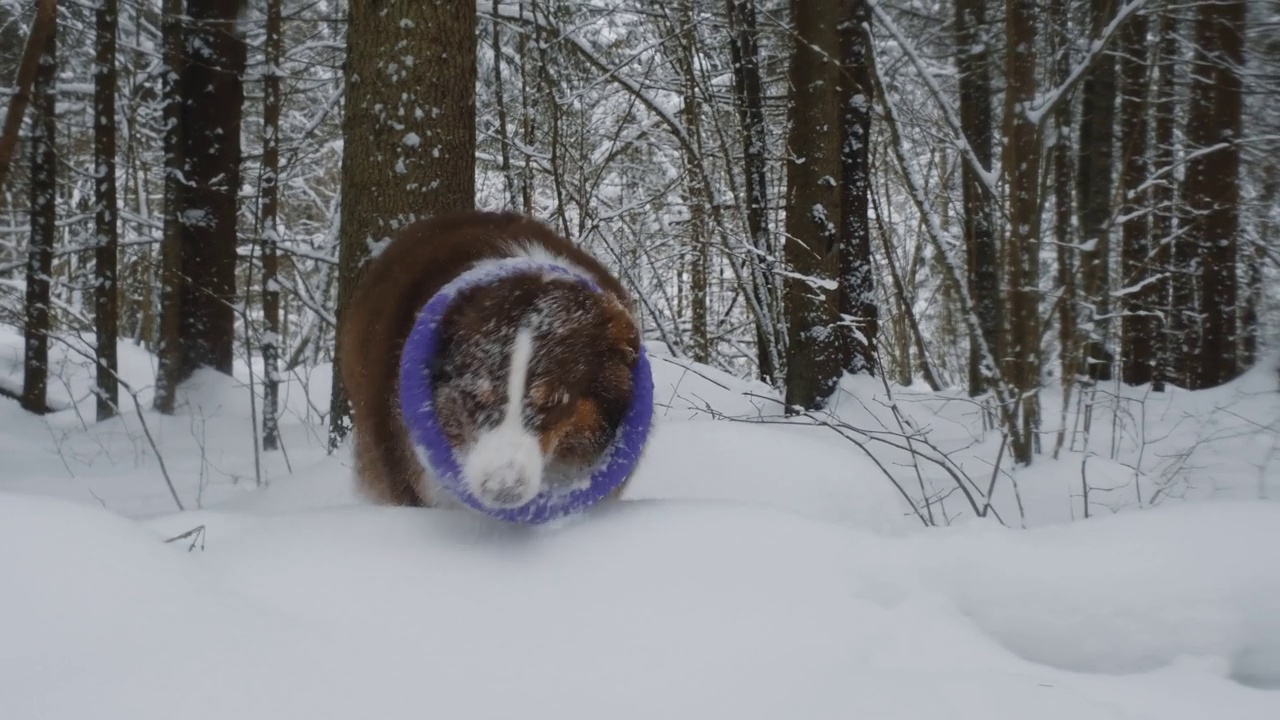 快乐的棕色澳大利亚牧羊犬在冬季针叶林的雪地上奔跑，牙齿上挂着圆形的拉绳玩具，享受着积极的散步。澳洲红三色。概念宠物花时间在大自然中。视频素材