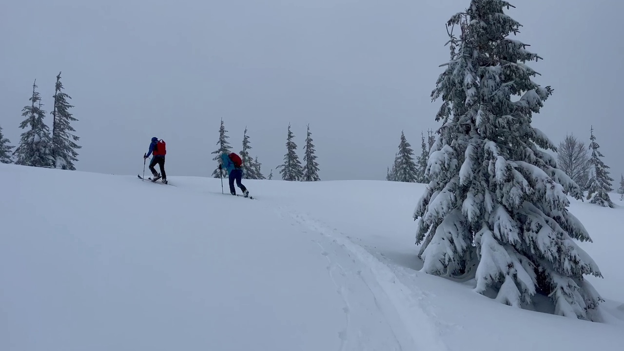 有趣的滑雪旅行留下痕迹与她的滑雪板和杆在新鲜的粉雪视频下载