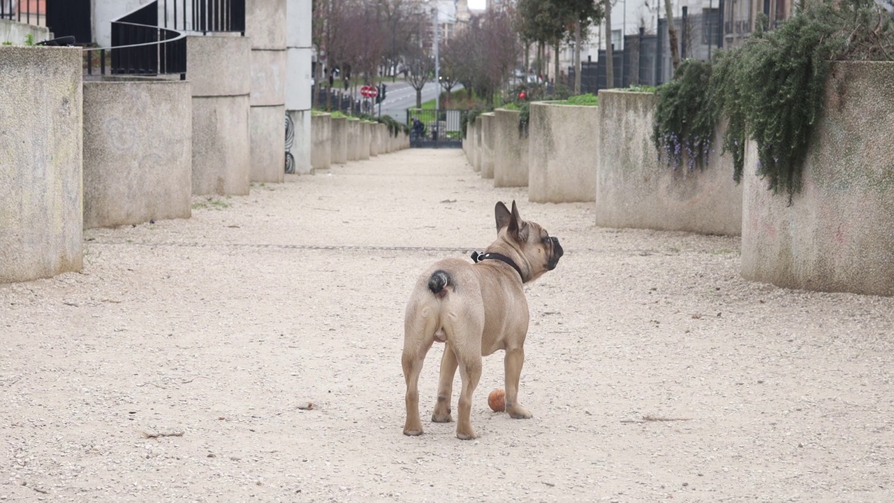 白色，棕色的法国斗牛犬玩耍和快乐视频素材