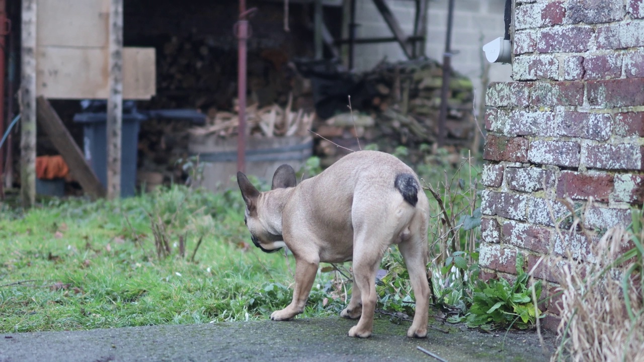 白色，棕色的法国斗牛犬玩耍和快乐视频素材