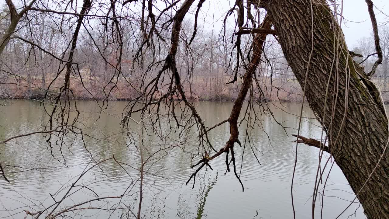 雪落在马里兰州的一个湖上，前景是光秃秃的枯树。视频下载