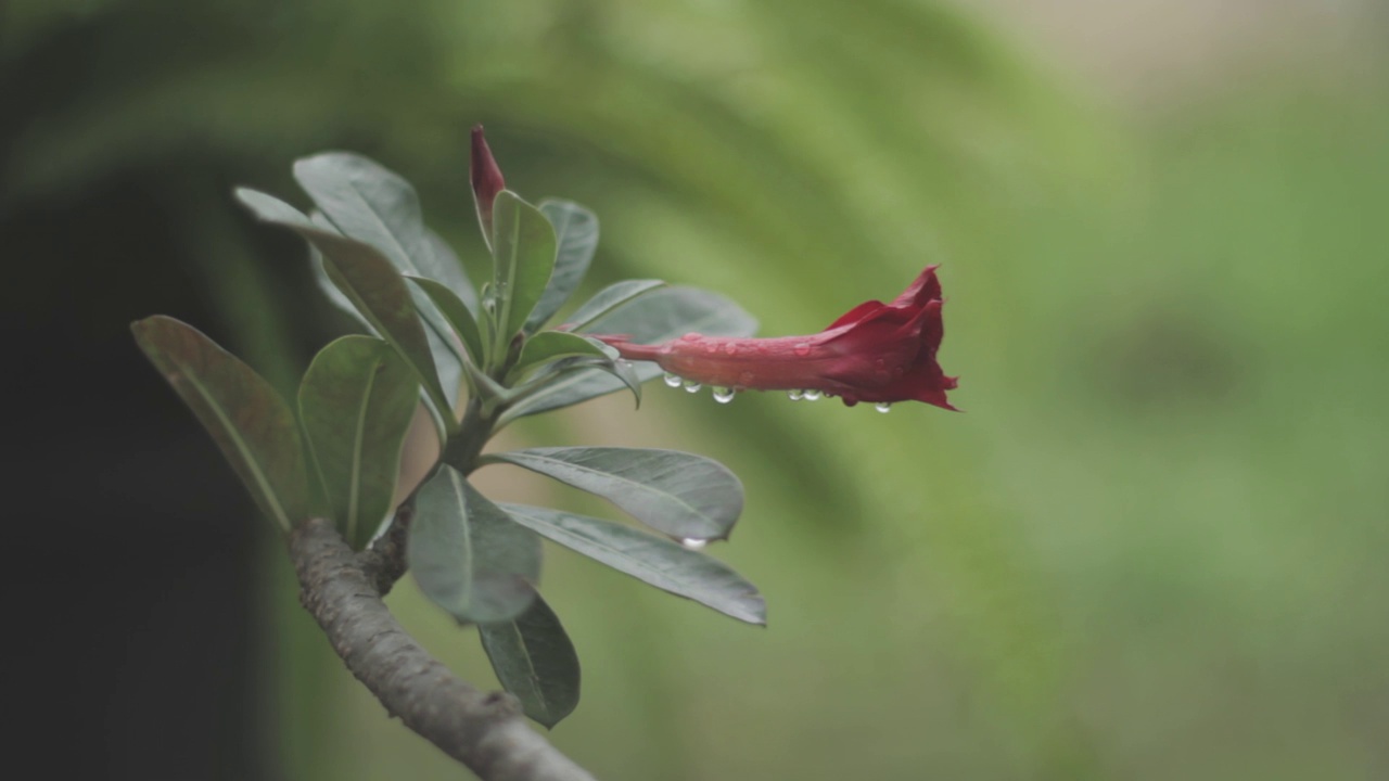 花视频下载