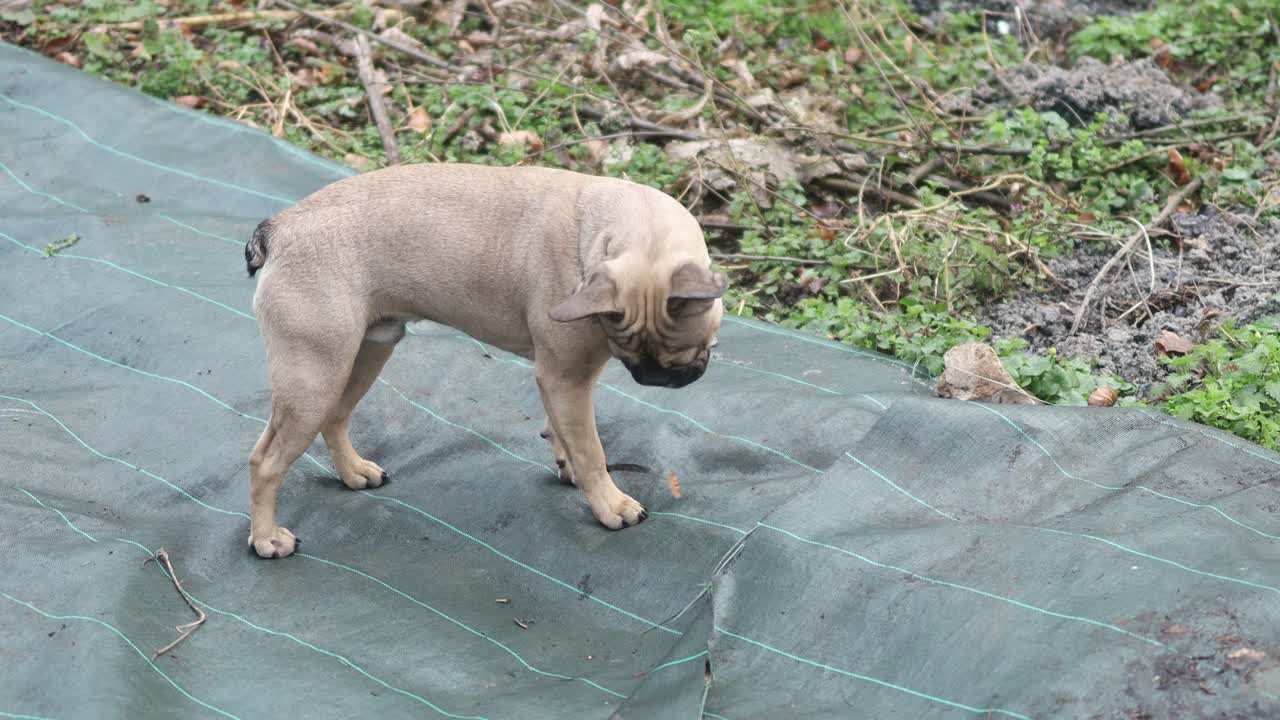 白色，棕色的法国斗牛犬玩耍和快乐视频素材