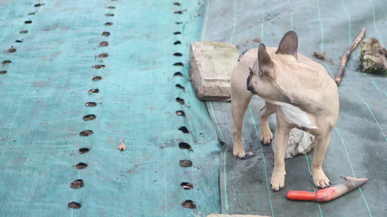 白色，棕色的法国斗牛犬玩耍和快乐视频素材