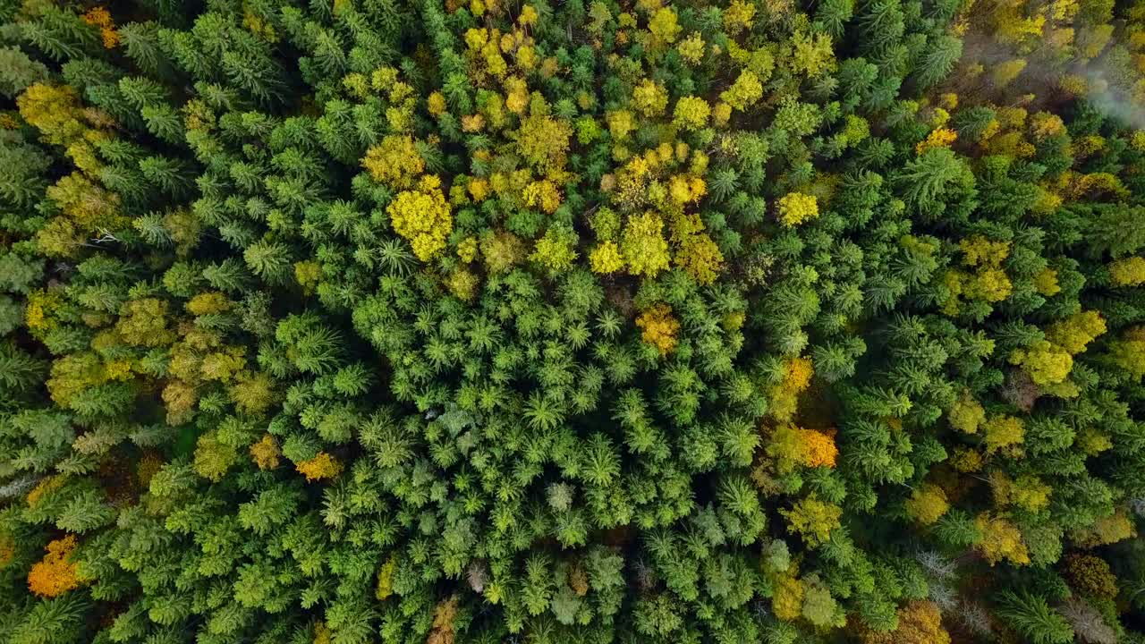 秋天在森林空中俯视，林地，绿色的针叶树，黄色的树叶视频素材