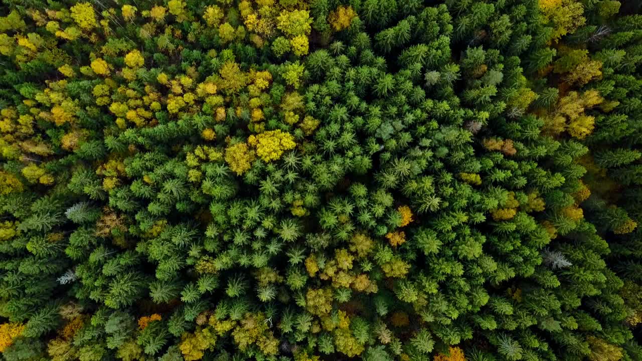 秋天在森林空中俯视，林地，绿色的针叶树，黄色的树叶视频素材