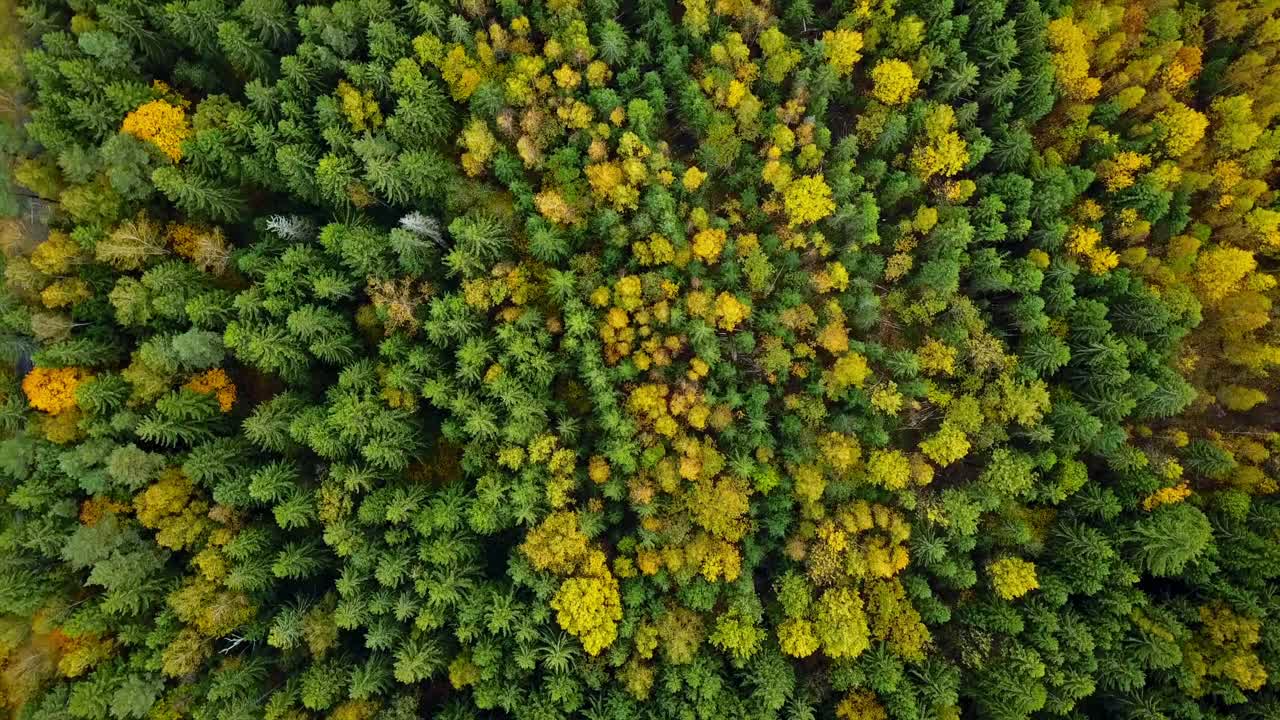 秋天在森林空中顶下来。秋天的林地色彩混杂，树梢纹理斑斓视频素材