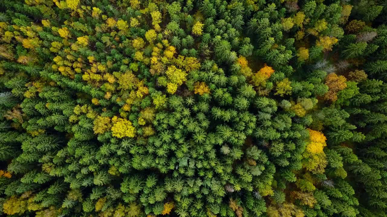 秋天在森林空中顶下来。秋天的林地色彩混杂，树梢纹理斑斓视频素材