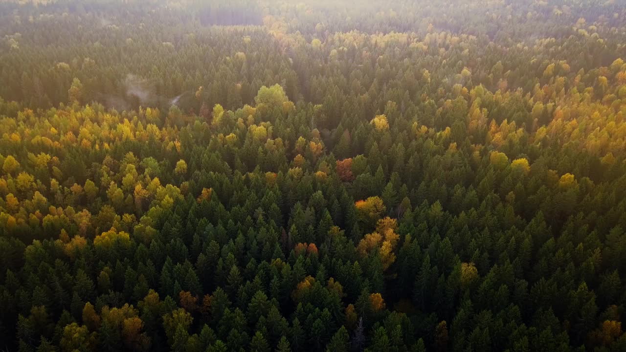 秋天的森林鸟瞰图。绿色的针叶树，黄色的落叶树，五颜六色的树梢视频素材