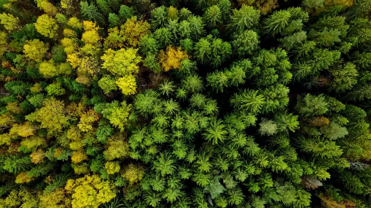 秋天在森林空中顶下来。秋天的林地色彩混杂，树梢纹理斑斓视频素材