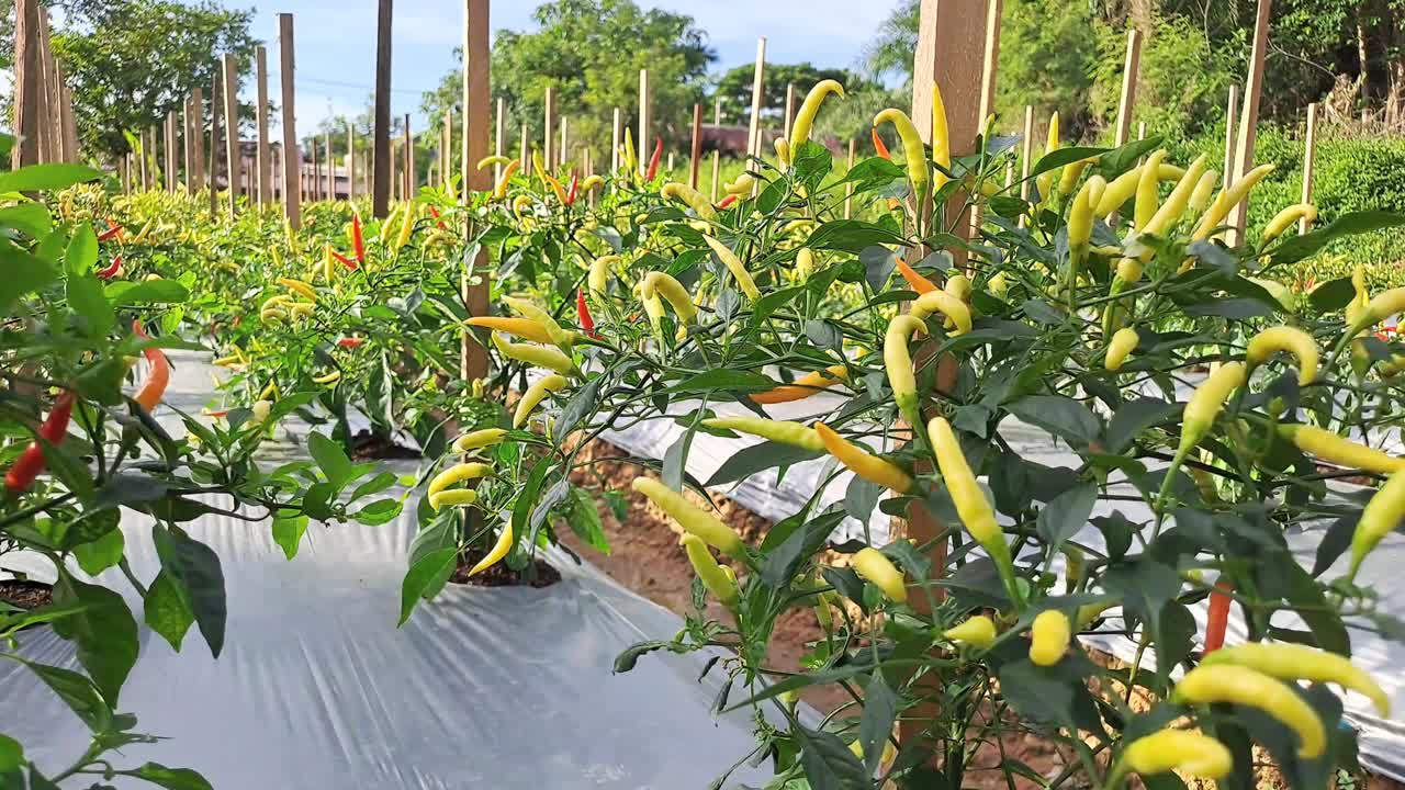 有机农场的辣椒植物视频下载