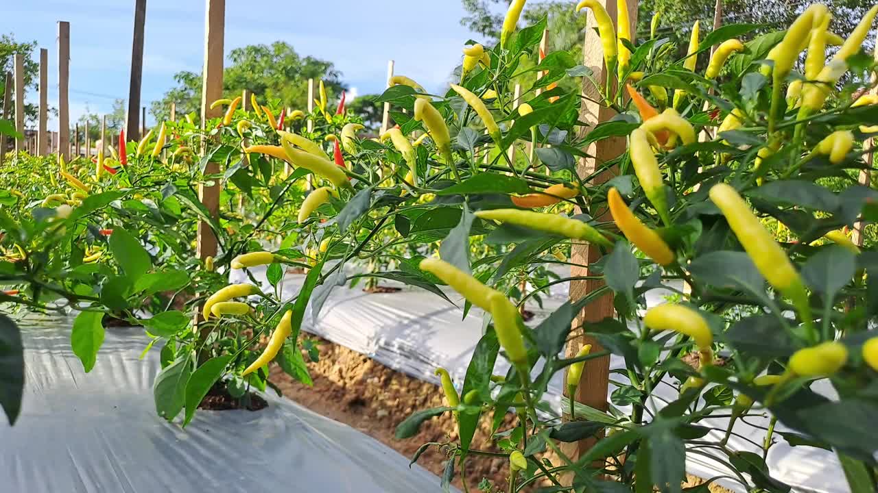 有机农场的辣椒植物视频下载