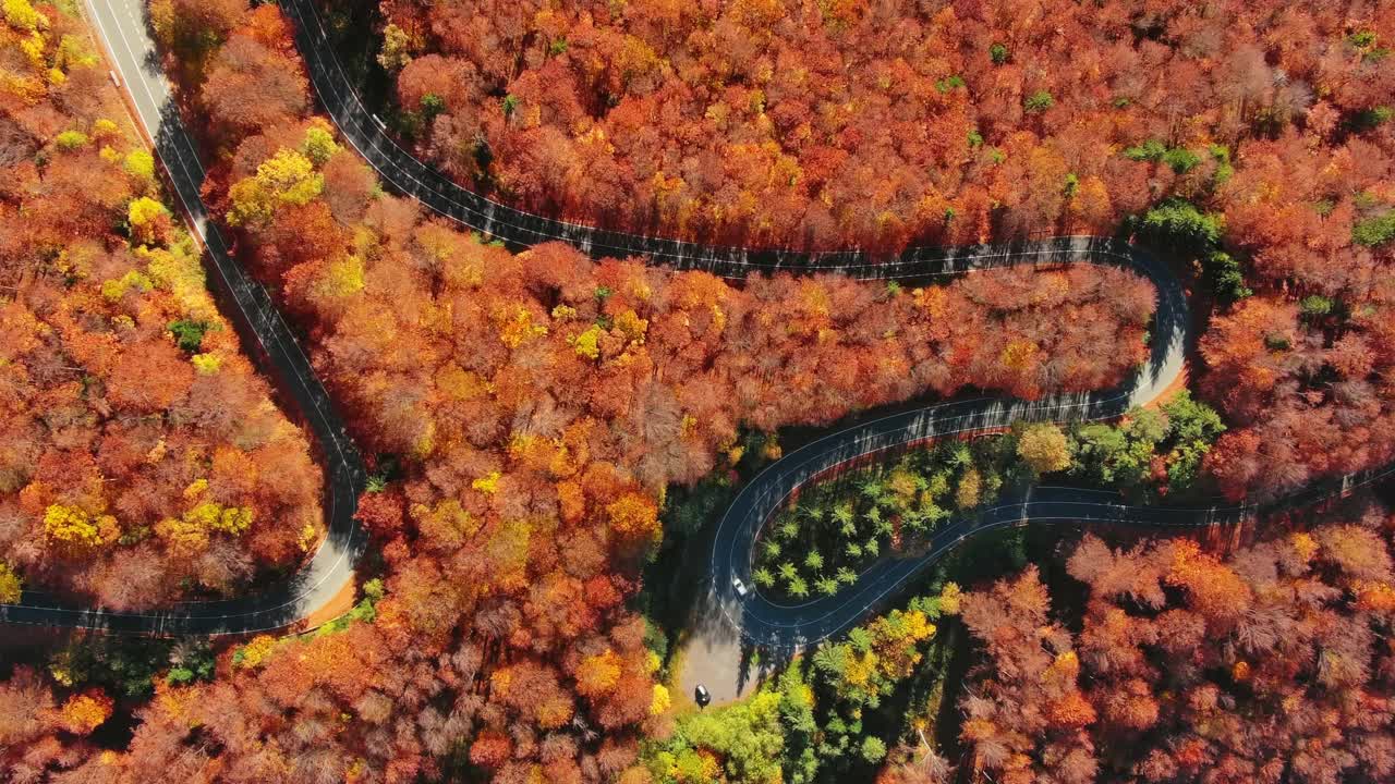 弯弯曲曲的小路穿过秋林视频素材