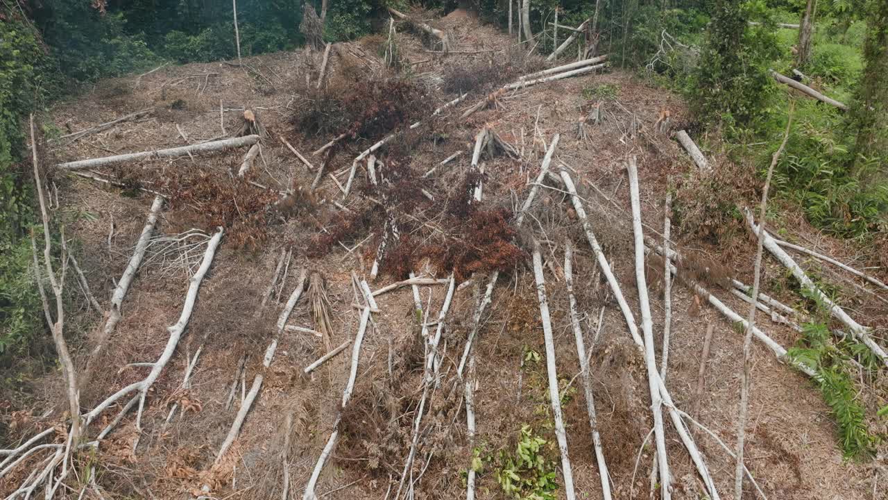 空中缩放。在热带雨林中砍伐和烧毁自给自足的农场。气候变化。森林砍伐视频素材