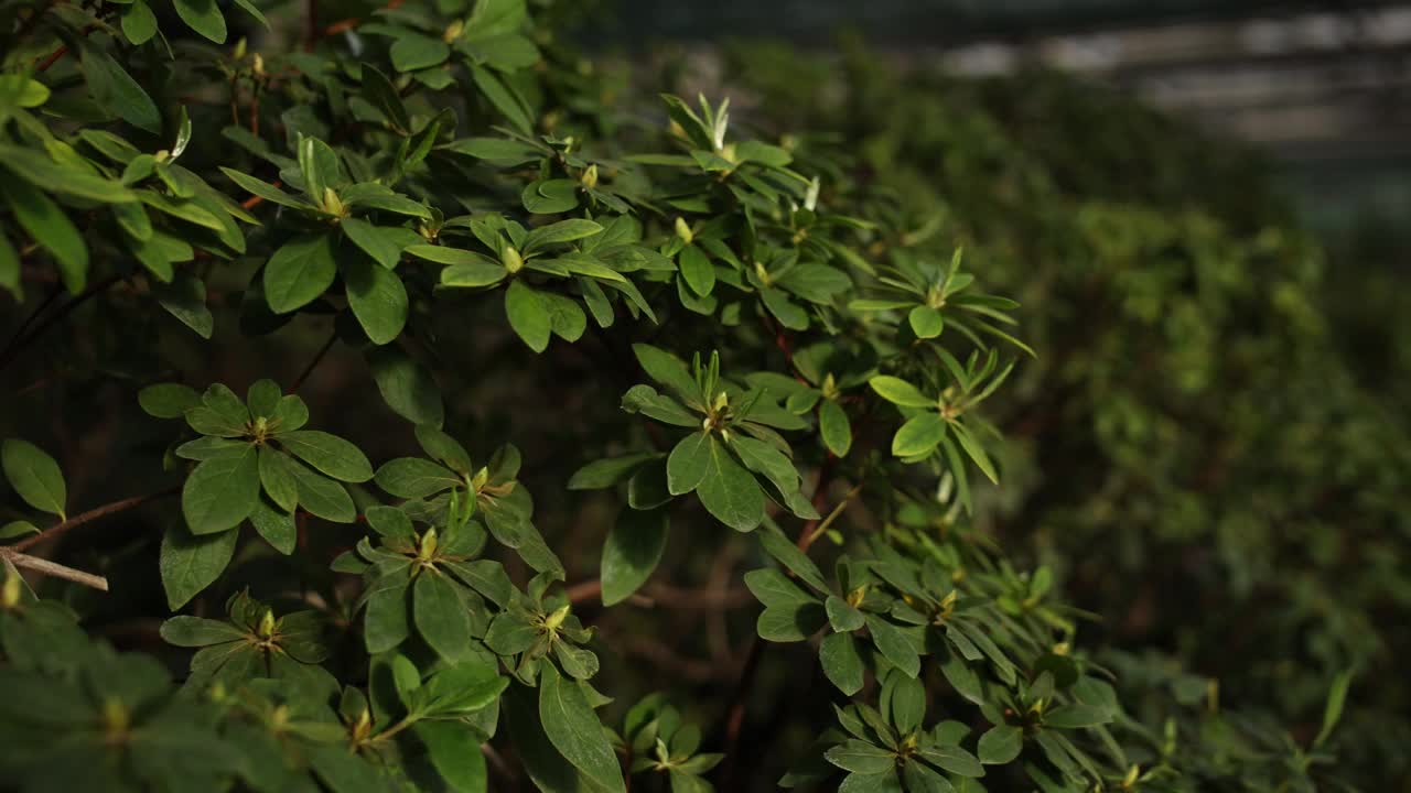 春天的绿色灌木植物，叶子大视频素材