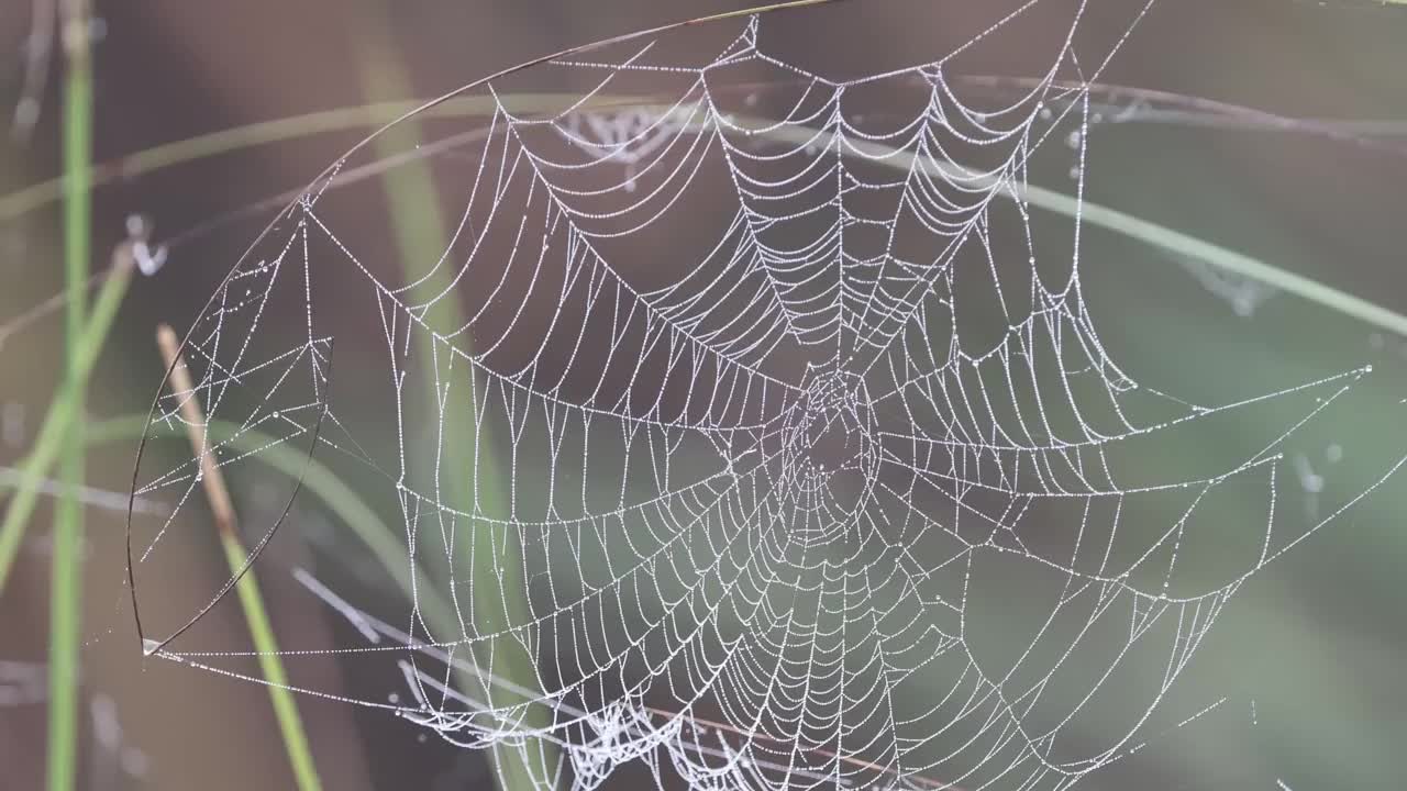 美丽的蜘蛛网在风中摇摆。视频下载