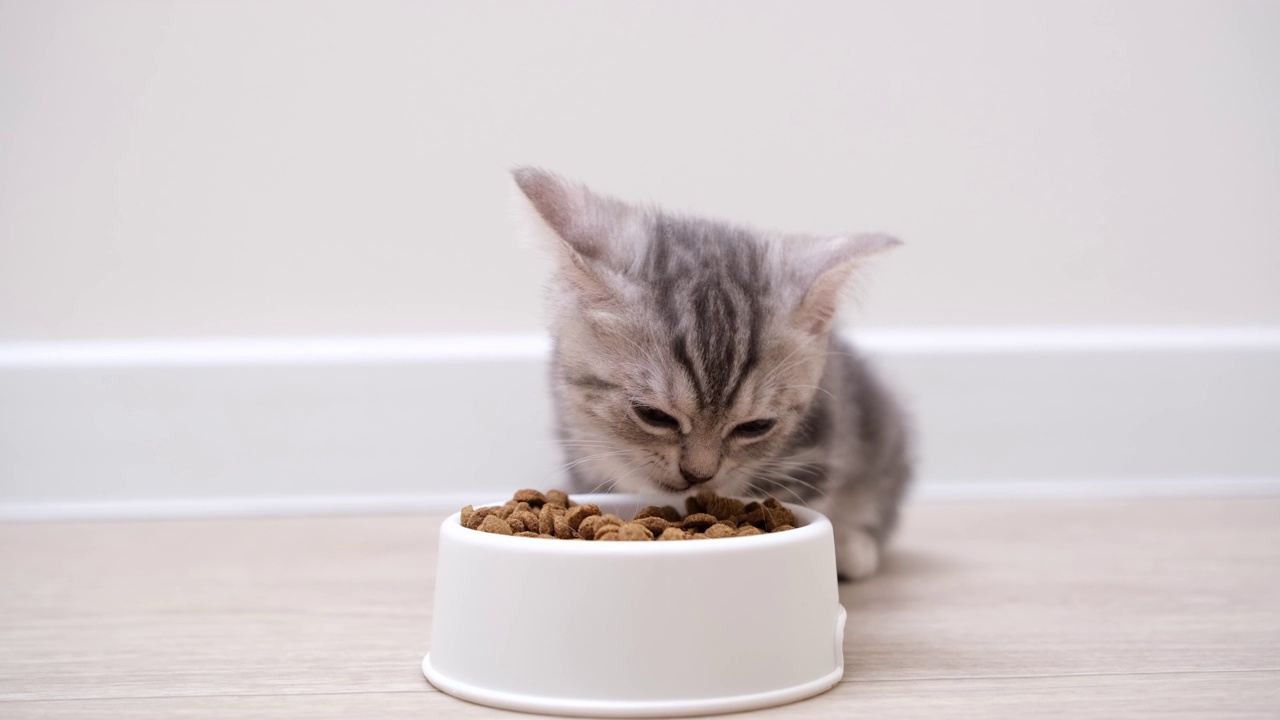 可爱的灰猫在厨房里吃白色的碗。一只苏格兰小猫晚餐吃干粮。视频素材
